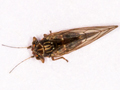 Cacopsylla rhamnicola